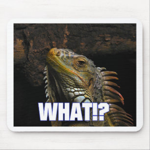 Vad!? Leguan Musmatta