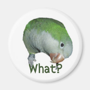 Vad? Magnet