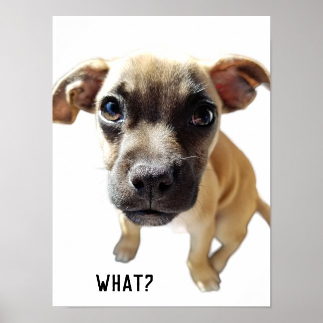 Vad säger Chihuahua Pug Cute Adely Precious Hund Poster (Framsidan)