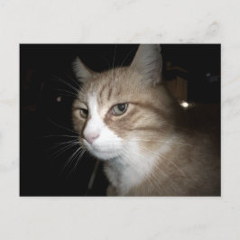 Vad tänker han på? vykort