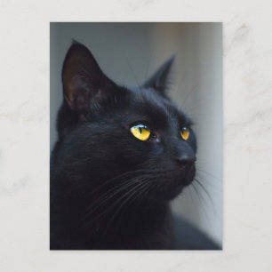 Vad tänkte din kattvykort? vykort