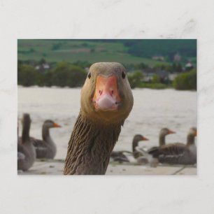 Vad Tittar du på? (Goose Funny Ansikte) Vykort