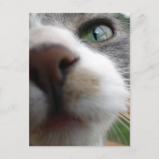 Vad tittar du på? Katt Vykort