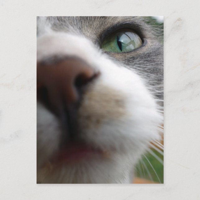 Vad tittar du på? Katt Vykort (Framsida)