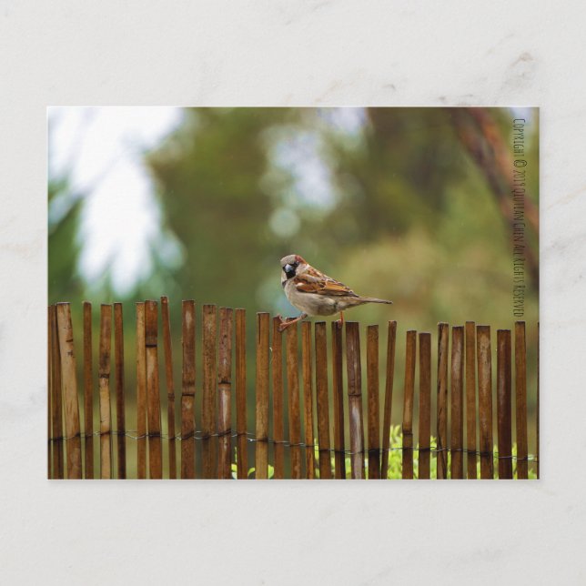 Vad tittar du på? vykort (Framsida)