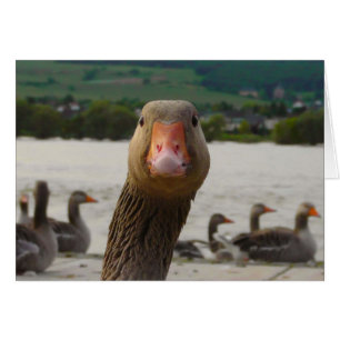 Vad tittar du? (Roligt ansikte för gås) Hälsningskort