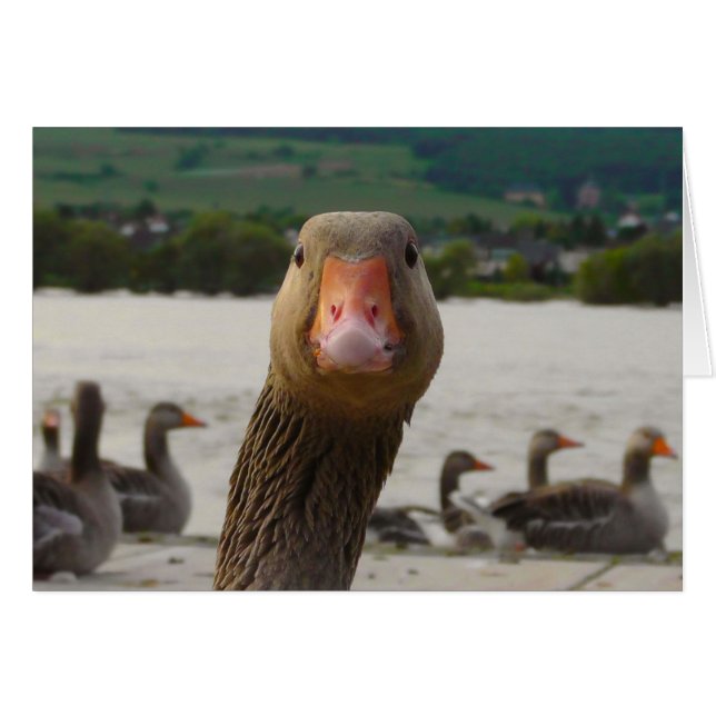 Vad tittar du? (Roligt ansikte för gås) Hälsningskort (Framsidan Horizontal)