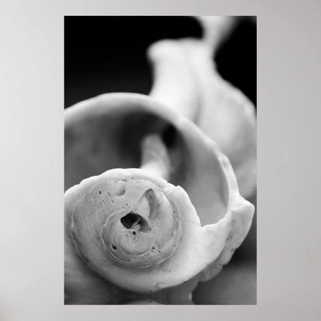 Väderstyrd Snäcka Poster (Framsidan)