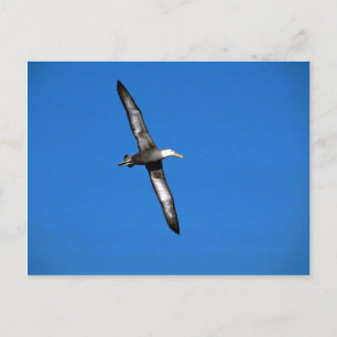 Väg Albatross under flygning Vykort