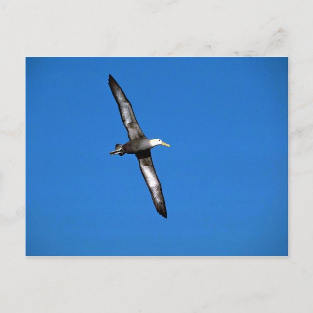 Väg Albatross under flygning Vykort (Framsida)