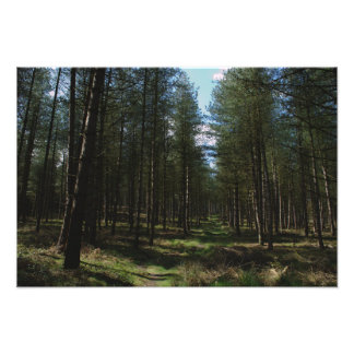 Väg genom Cannock Chase Fototryck