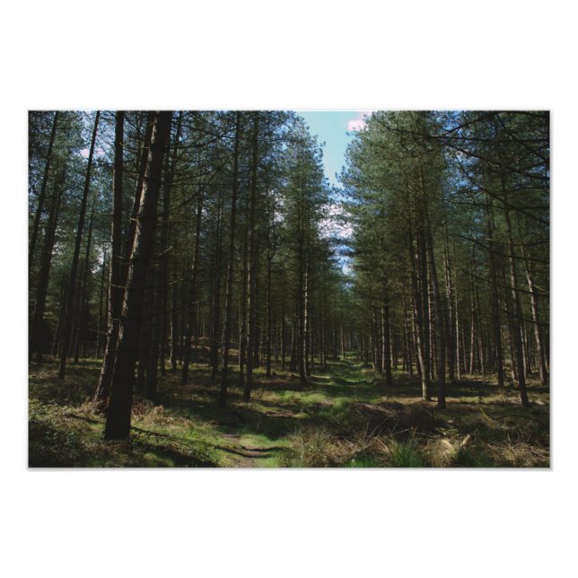 Väg genom Cannock Chase Fototryck (Framsidan)