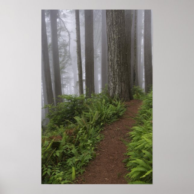 Väg genom det gigantiska rödträet träd har skrumpi poster (Framsidan)