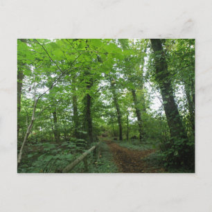 Väg genom Grönten Forest Postcard Vykort