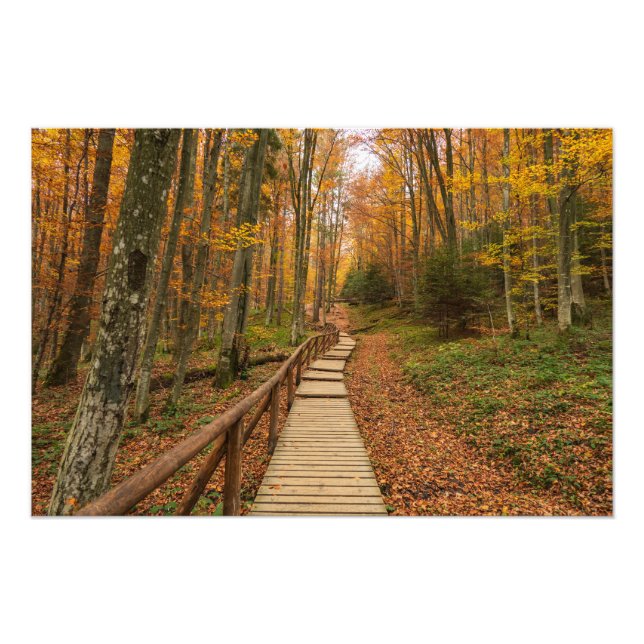 Väg genom höstskogen. fototryck (Framsidan)
