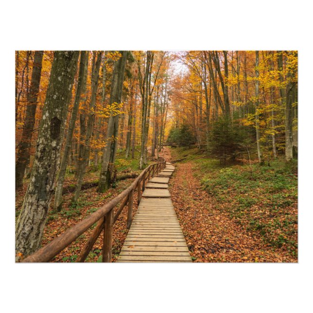 Väg genom höstskogen. fototryck (Framsidan)