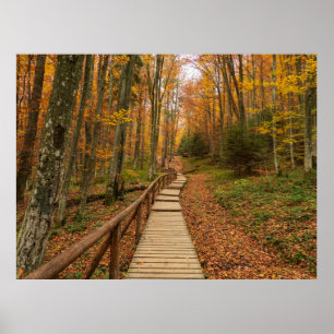 Väg genom höstskogen. poster
