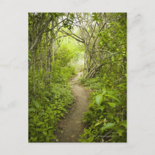 Väg genom skogen vykort