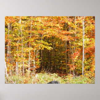 Väg i Skogen Adirondbergen Poster