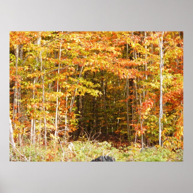 Väg i Skogen Adirondbergen Poster (Framsidan)
