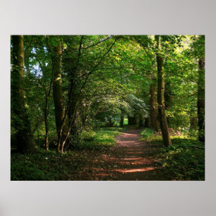 VÄG i SKOGEN Poster