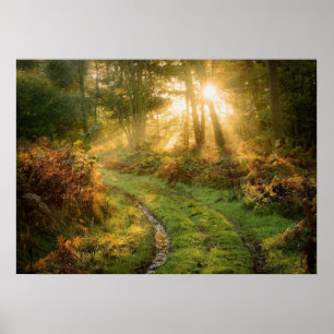 Väg i skogen Poster Skogen Natur Wall