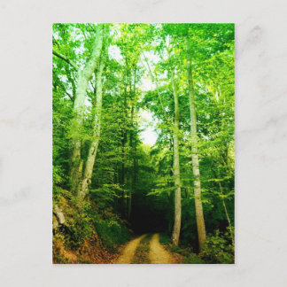 Väg i Skogen-postkortet Vykort
