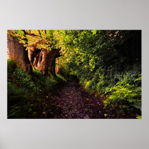 Väg i Skogen Skriv ut Poster