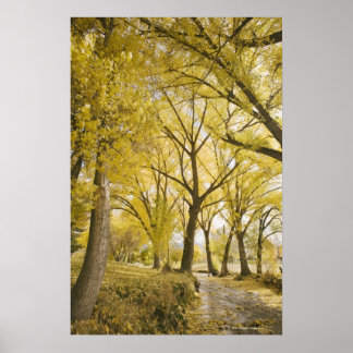 Väg i skogen, Sugarhouse Park, Salt Sjö City Poster