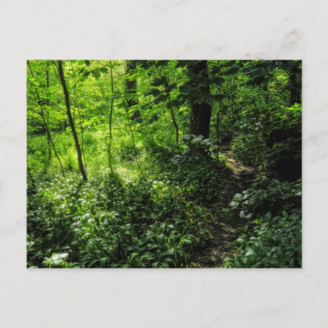 VÄG i SKOGEN Vykort (Framsida)