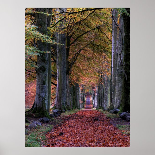 VÄG MED FALLANDE LÖV MELLAN TRÄD POSTER (Framsidan)