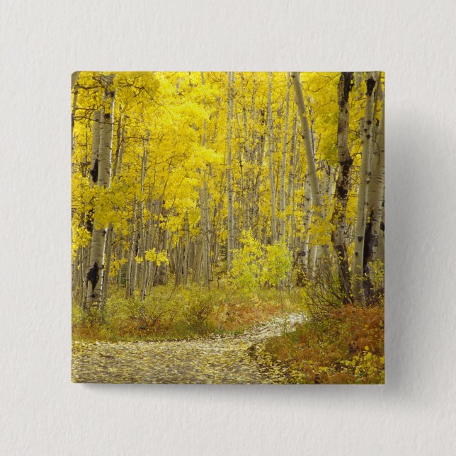 Väg med hösten färger och aspen i Kebler 2 Knapp (Framsida)