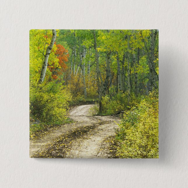 Väg med höstfärger och asp i Kebler Knapp (Framsida)