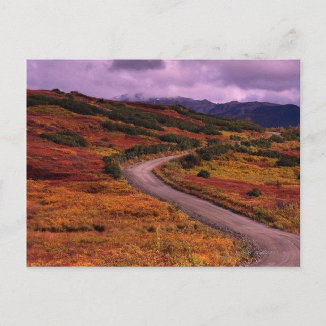 Väg slingrande genom kullar i Denali nationalpark Vykort (Framsida)