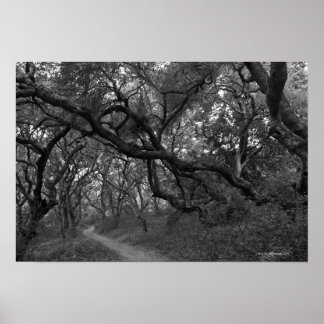 Väg thru oak träd odlar i Andrew Molera State Poster