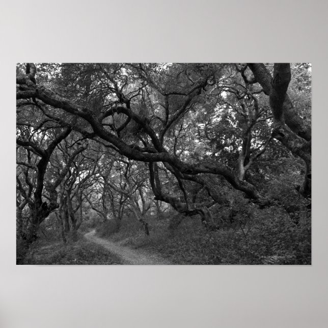 Väg thru oak träd odlar i Andrew Molera State Poster (Framsidan)