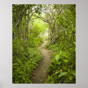 Väg till och med skogen poster