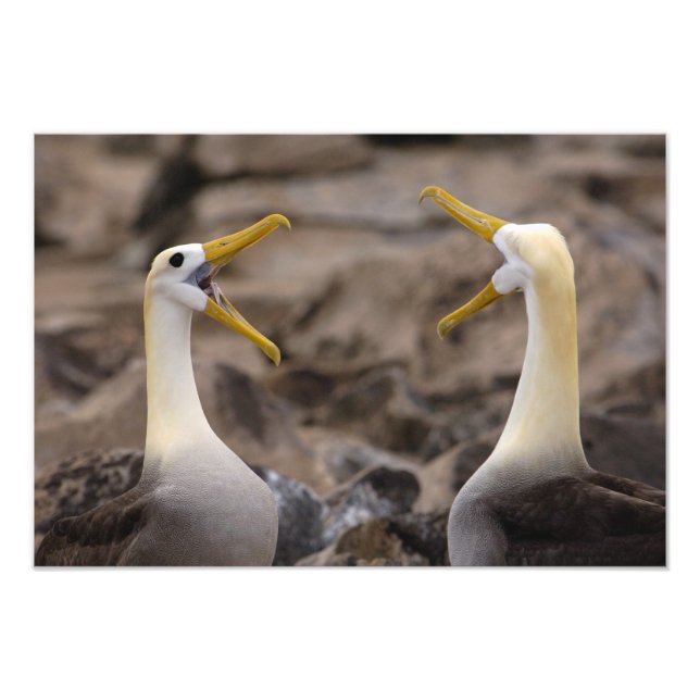 Vågad albatross Phoebastria irrorata) par Fototryck (Framsidan)