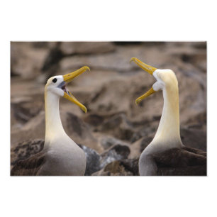 Vågad albatross Phoebastria irrorata) par Fototryck