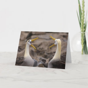 Vågad albatross Phoebastria irrorata) par Kort