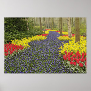 Vägbana för Grape Hyacint, daffodils och Poster