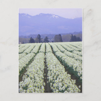 Vägen till paradiset vykort