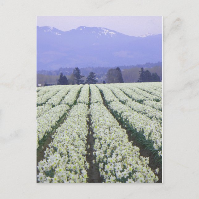 Vägen till paradiset vykort (Framsida)