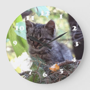 Väggen för katten för kattungefotobabyen tar tid stor klocka