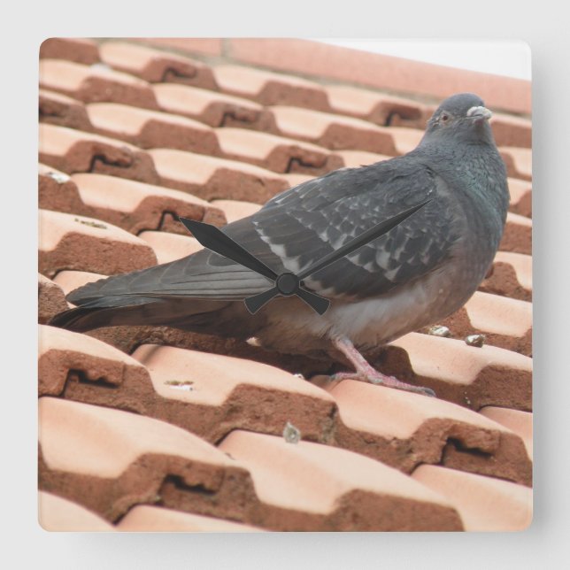 Väggklocka för takduva (Framsida)