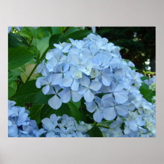 VÄGGKONST Blommor Hydrangea Blomster Baslee Troutm