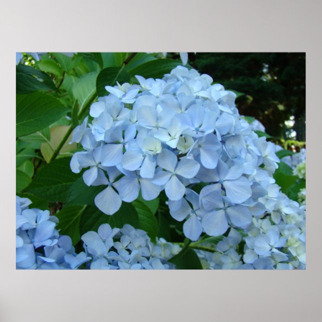 VÄGGKONST Blommor Hydrangea Blomster Baslee Troutm (Framsidan)