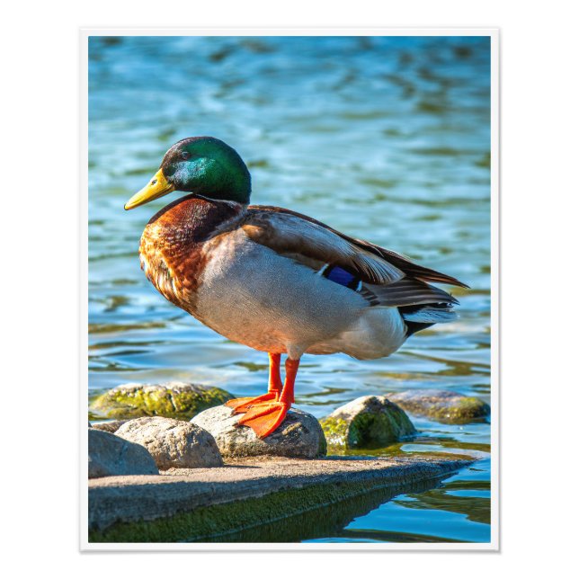 Väggkonst med Större Änder | Vildlivsjulfotografi  Fototryck (Framsidan)