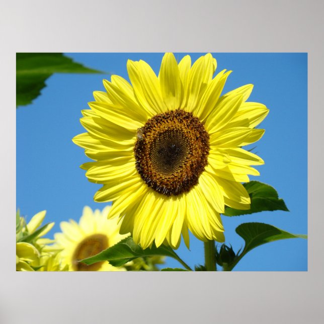 Väggkonst Solroser Konsttryck Blå Himmel Canvas (Framsidan)