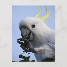 Väggkort för svavel-bestulna Cockatoo Vykort